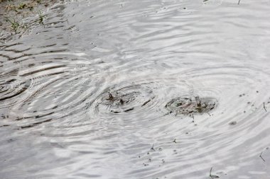 Sudaki yağmur damlalarının dokusu. Yağmurlu bir günde su birikintisi üzerine yağmur damlası