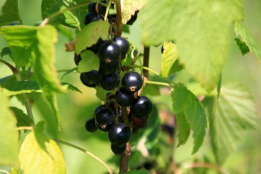 Güneşli bir yaz gününde bahçedeki bir bitkide taze organik kuşüzümü ya da cassis meyvesi. Olgun siyah frenk üzümü çalısı