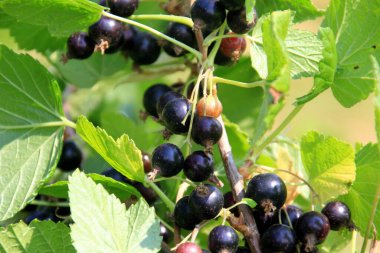 Güneşli bir yaz gününde bahçedeki bir bitkide taze organik kuşüzümü ya da cassis meyvesi. Olgun siyah frenk üzümü çalısı