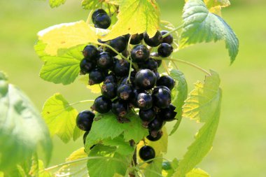Güneşli bir yaz gününde bahçedeki bir bitkide taze organik kuşüzümü ya da cassis meyvesi. Olgun siyah frenk üzümü çalısı