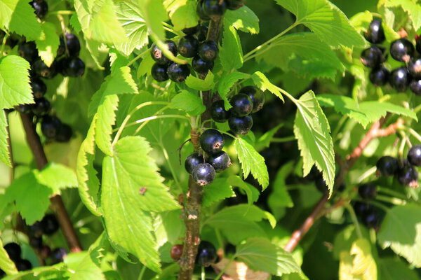 Fresh organic grown Blackcurrant or cassis fruits on a plant in a garden in a sunny summer day. bush of ripe black currant