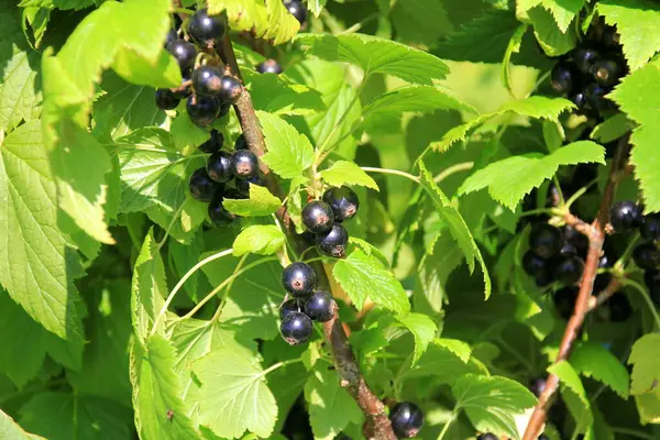 stock image Fresh organic grown Blackcurrant or cassis fruits on a plant in a garden in a sunny summer day. bush of ripe black currant