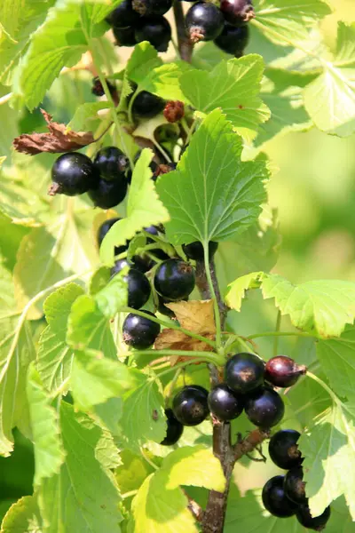 stock image Fresh organic grown Blackcurrant or cassis fruits on a plant in a garden in a sunny summer day. bush of ripe black currant