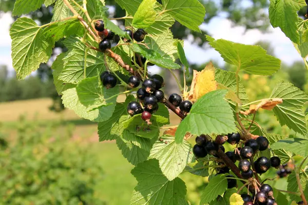 stock image Fresh organic grown Blackcurrant or cassis fruits on a plant in a garden in a sunny summer day. bush of ripe black currant