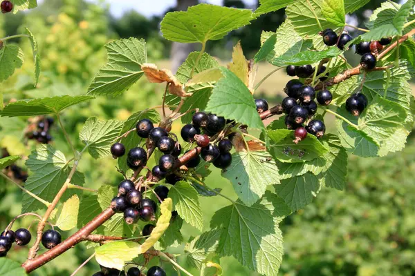 stock image Fresh organic grown Blackcurrant or cassis fruits on a plant in a garden in a sunny summer day. bush of ripe black currant