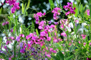 Parlak pembe bezelye, Lathyrus sp., çiçekler. Lathyrus tüberozusu bahçedeki yeşil otların arasında yetişir.