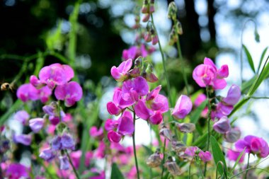 Parlak pembe bezelye, Lathyrus sp., çiçekler. Lathyrus tüberozusu bahçedeki yeşil otların arasında yetişir.