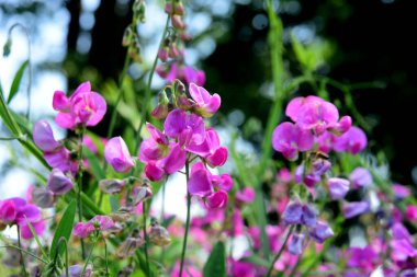 Parlak pembe bezelye, Lathyrus sp., çiçekler. Lathyrus tüberozusu bahçedeki yeşil otların arasında yetişir.