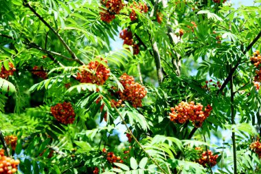 Sonbahar yaprakları içinde bir grup Red Rowan. Olgun bir dağ külünün dalları yakın planda. Dallarda turuncu yaban mersini ve yeşil yapraklar..