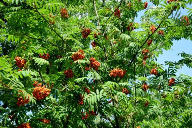 Sonbahar yaprakları içinde bir grup Red Rowan. Olgun bir dağ külünün dalları yakın planda. Dallarda turuncu yaban mersini ve yeşil yapraklar..