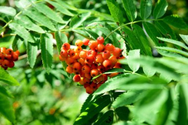 Sonbahar yaprakları içinde bir grup Red Rowan. Olgun bir dağ külünün dalları yakın planda. Dallarda turuncu yaban mersini ve yeşil yapraklar..