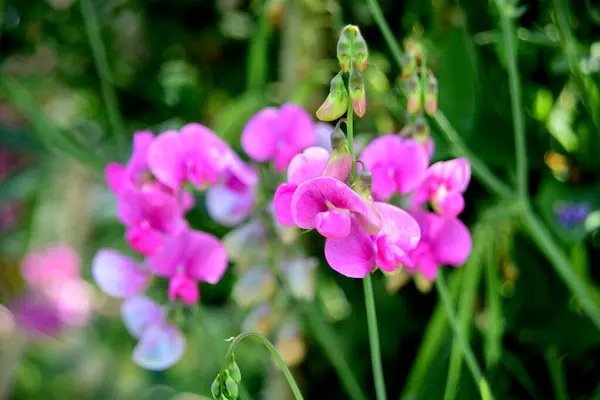 stock image Bright pink sweet pea, Lathyrus sp., flowers. Lathyrus tuberosus grows among the green grasses in the garden