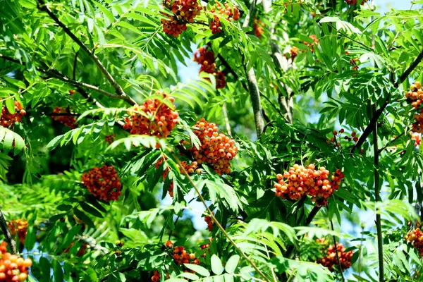 stock image A bunch of red rowan in autumn leaves. Branches of a ripe mountain ash in close-up. Orange rowan berries on the branches and green leaves.