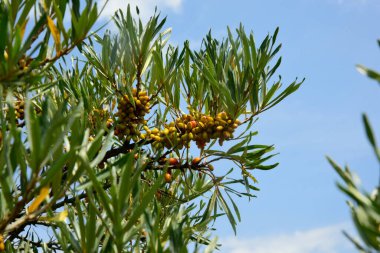 Hippophae Meyvesi (