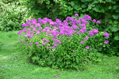 Phlox, yaz mevsiminde çiçek açarken paniklemiş (Garden phlox). Bir çiçek tarhında parlak pembe menekşe çiçekleri