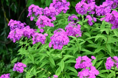 Phlox, yaz mevsiminde çiçek açarken paniklemiş (Garden phlox). Bir çiçek tarhında parlak pembe menekşe çiçekleri