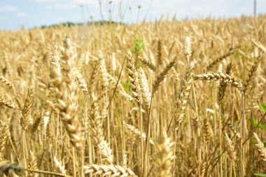 Yaz boyunca buğday kulağı. Güneşli bir günde Altın Buğday tarlası