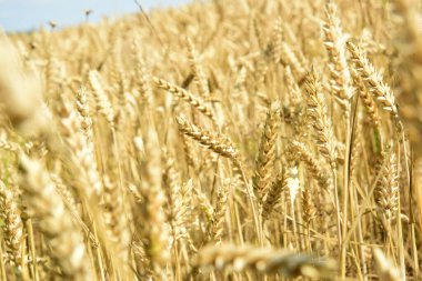 Yaz boyunca buğday kulağı. Güneşli bir günde Altın Buğday tarlası