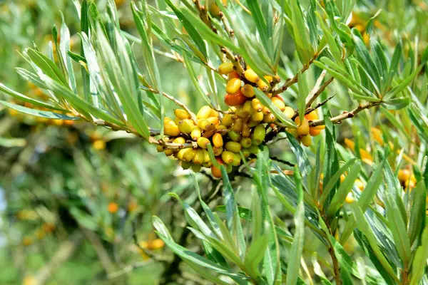 Hippophae Meyvesi (