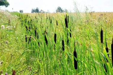 Cattails growing beside a yellow crop field, summer time. Flower of cattail. Typhaceae perennial emerging plants clipart