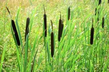 Sarı bir ekin tarlasının yanında büyüyen tırtıllar, yaz zamanı. Kedi kuyruğu çiçeği. Typhaceae daimi gelişen bitkiler