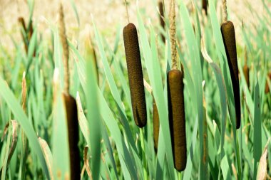 Cattails growing beside a yellow crop field, summer time. Flower of cattail. Typhaceae perennial emerging plants clipart