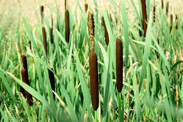 stock image Cattails growing beside a yellow crop field, summer time. Flower of cattail. Typhaceae perennial emerging plants