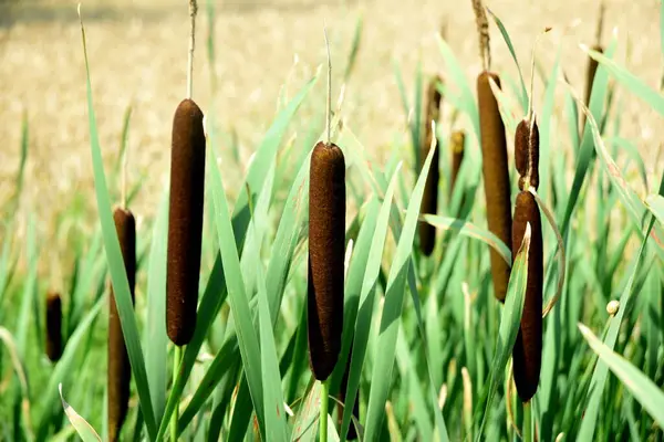 stock image Cattails growing beside a yellow crop field, summer time. Flower of cattail. Typhaceae perennial emerging plants