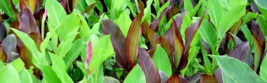 Colorful textured green and red leaves on a garden plant. background of large colorful leaves. Colorful canna leaves clipart