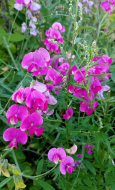 Mor çiçekli tatlı bezelye asması. Lathyrus tüberozusu bahçedeki çimlerin arasında yetişir.