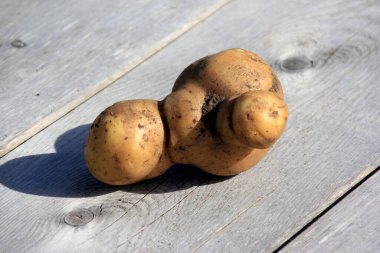 Garip şekilli bir patates, gri ahşap arka planda gölgesi olan tarladan toplandı. Komik çirkin patates..