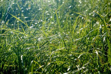           Bir bitkiye çiy damlası düşer. Su bir çimen yaprağına düşer. Baharda Yeşil Yapraklar 'da Ak Hoar Frost                     