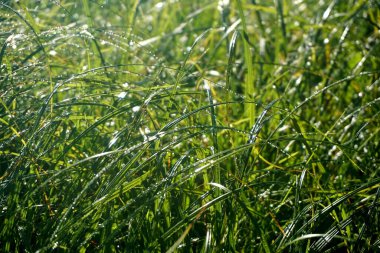           Bir bitkiye çiy damlası düşer. Su bir çimen yaprağına düşer. Baharda Yeşil Yapraklar 'da Ak Hoar Frost                     