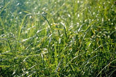           Bir bitkiye çiy damlası düşer. Su bir çimen yaprağına düşer. Baharda Yeşil Yapraklar 'da Ak Hoar Frost                     