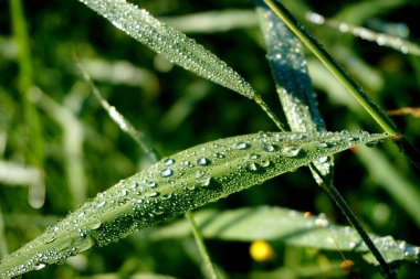           Bir bitkiye çiy damlası düşer. Su bir çimen yaprağına düşer. Baharda Yeşil Yapraklar 'da Ak Hoar Frost                     