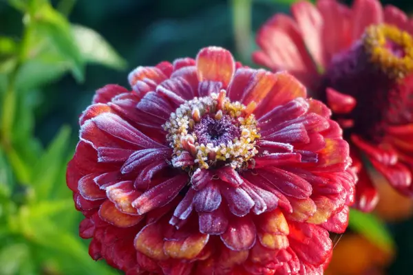 stock image         A beautiful red dahlia. blooming red dahlia in the garden, beautiful flowers close up                       