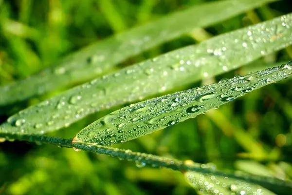 stock image           dew drops at a plant. water drops on a blades of grass. White Hoar Frost on Green Leaves in spring                     