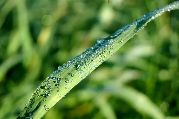 stock image           dew drops at a plant. water drops on a blades of grass. White Hoar Frost on Green Leaves in spring                     