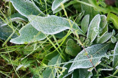           Bir bitkiye çiy damlası düşer. Su bir çimen yaprağına düşer. Baharda Yeşil Yapraklar 'da Ak Hoar Frost                     