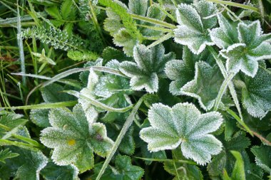           Bir bitkiye çiy damlası düşer. Su bir çimen yaprağına düşer. Baharda Yeşil Yapraklar 'da Ak Hoar Frost                     