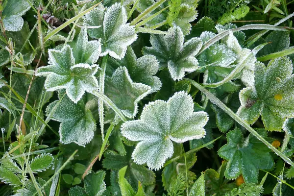 stock image           dew drops at a plant. water drops on a blades of grass. White Hoar Frost on Green Leaves in spring                     