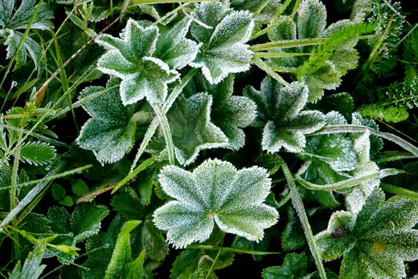           Bir bitkiye çiy damlası düşer. Su bir çimen yaprağına düşer. Baharda Yeşil Yapraklar 'da Ak Hoar Frost                     