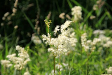 Filipendula Ulmaria 'nın çiçeklerini kapatın, genellikle yaz boyunca Meadowswee olarak bilinir. beyaz çayır çiçekleri