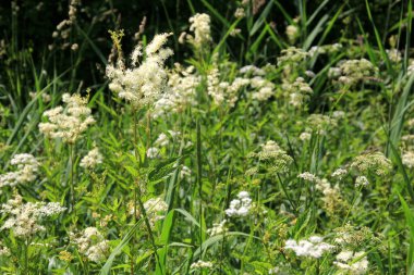 Filipendula Ulmaria 'nın çiçeklerini kapatın, genellikle yaz boyunca Meadowswee olarak bilinir. beyaz çayır çiçekleri