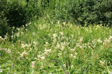 Filipendula Ulmaria 'nın çiçeklerini kapatın, genellikle yaz boyunca Meadowswee olarak bilinir. beyaz çayır çiçekleri
