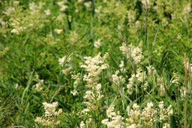 Filipendula Ulmaria 'nın çiçeklerini kapatın, genellikle yaz boyunca Meadowswee olarak bilinir. beyaz çayır çiçekleri