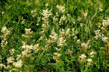 Filipendula Ulmaria 'nın çiçeklerini kapatın, genellikle yaz boyunca Meadowswee olarak bilinir. beyaz çayır çiçekleri