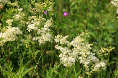 Filipendula Ulmaria 'nın çiçeklerini kapatın, genellikle yaz boyunca Meadowswee olarak bilinir. beyaz çayır çiçekleri