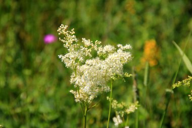 Filipendula Ulmaria 'nın çiçeklerini kapatın, genellikle yaz boyunca Meadowswee olarak bilinir. beyaz çayır çiçekleri