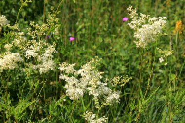 Close up of the flowers of Filipendula ulmaria, commonly known as meadowswee during summer. white meadow flowers clipart